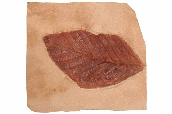 Red Fossil Walnut Leaf (Juglans) - Montana #188954